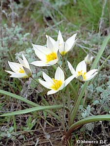 Tulipa biflora