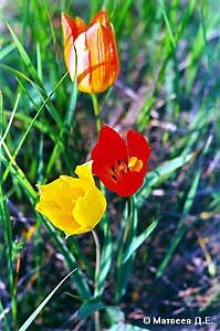 Tulipa gesneriana